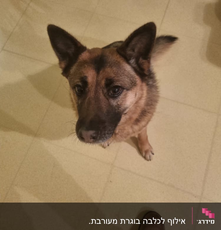 כלב יושב על רצפה, מביט למעלה.